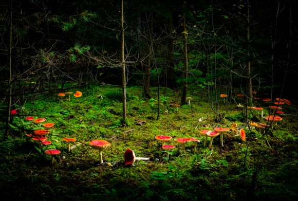 A fairy ring in the forest